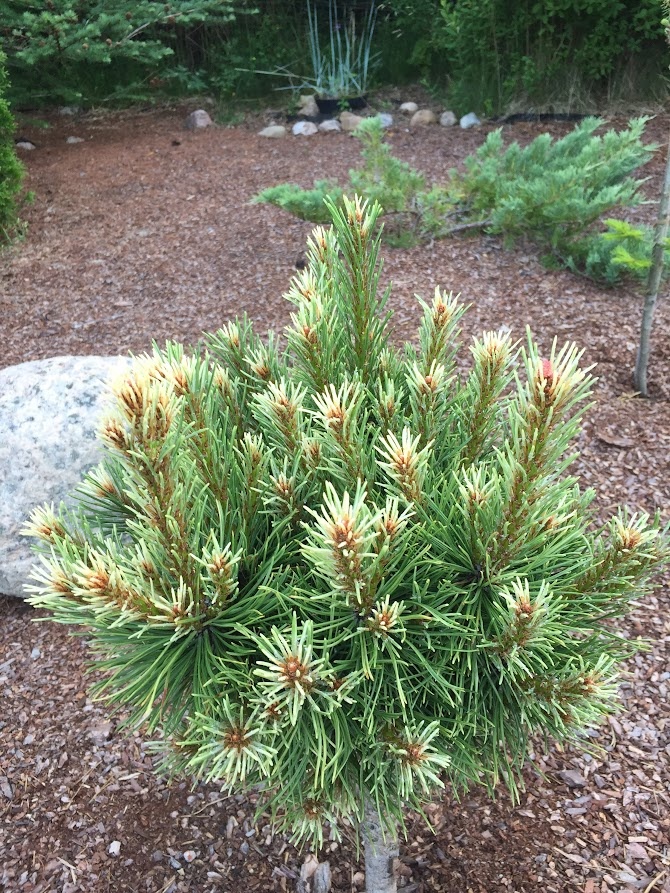 2020 Pinus mugo Milky Way 