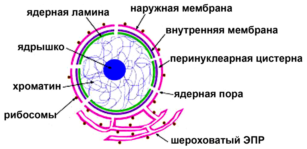 строение ядра