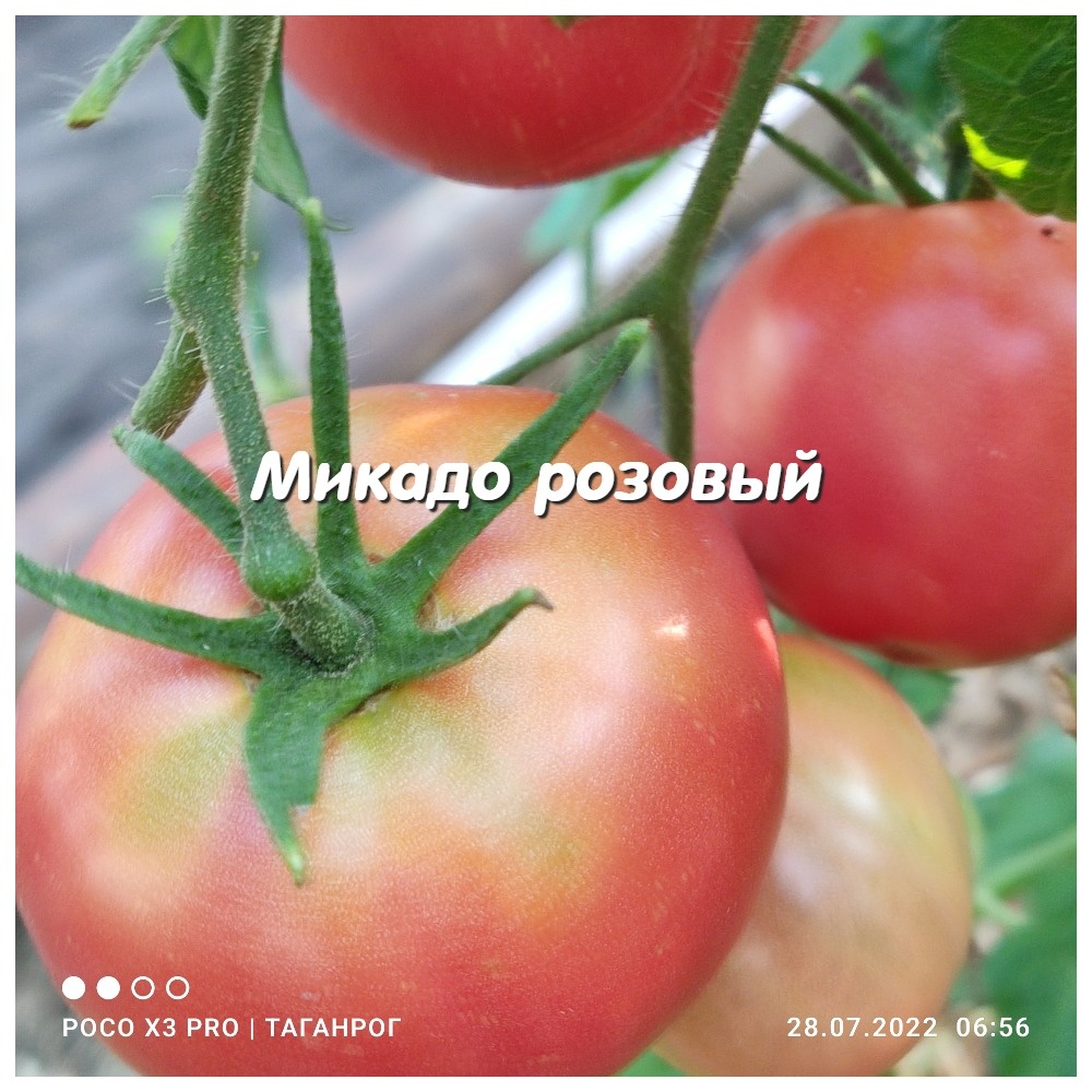 Микадо розовый - томатная классика