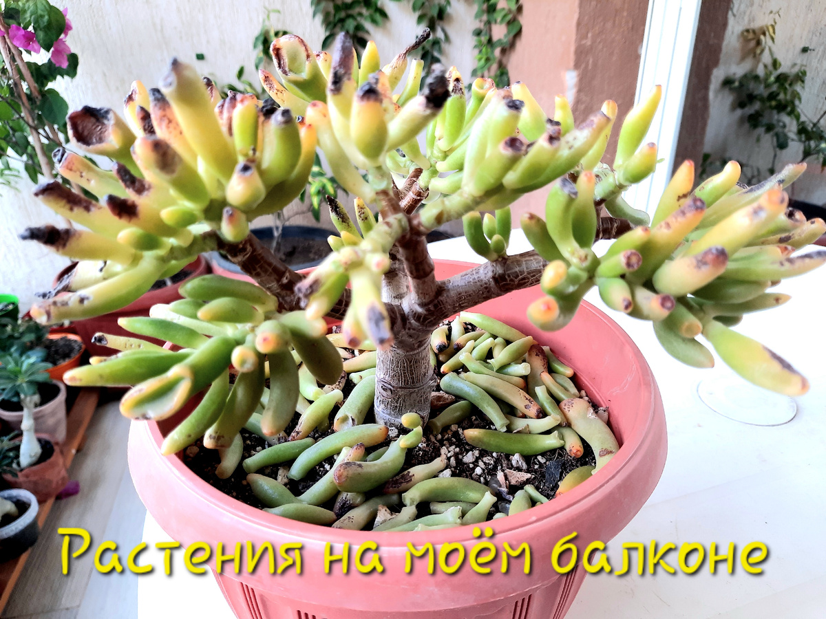 Листопад крассулы коралл через две недели после получения ожогов. Листья начали опадать при малейшем прикасновении😔. Перелив.
