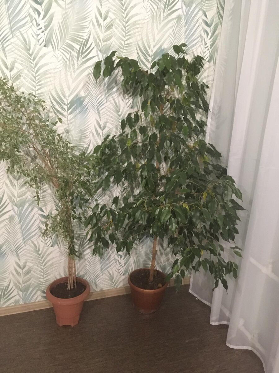 Зеленолистный - это он