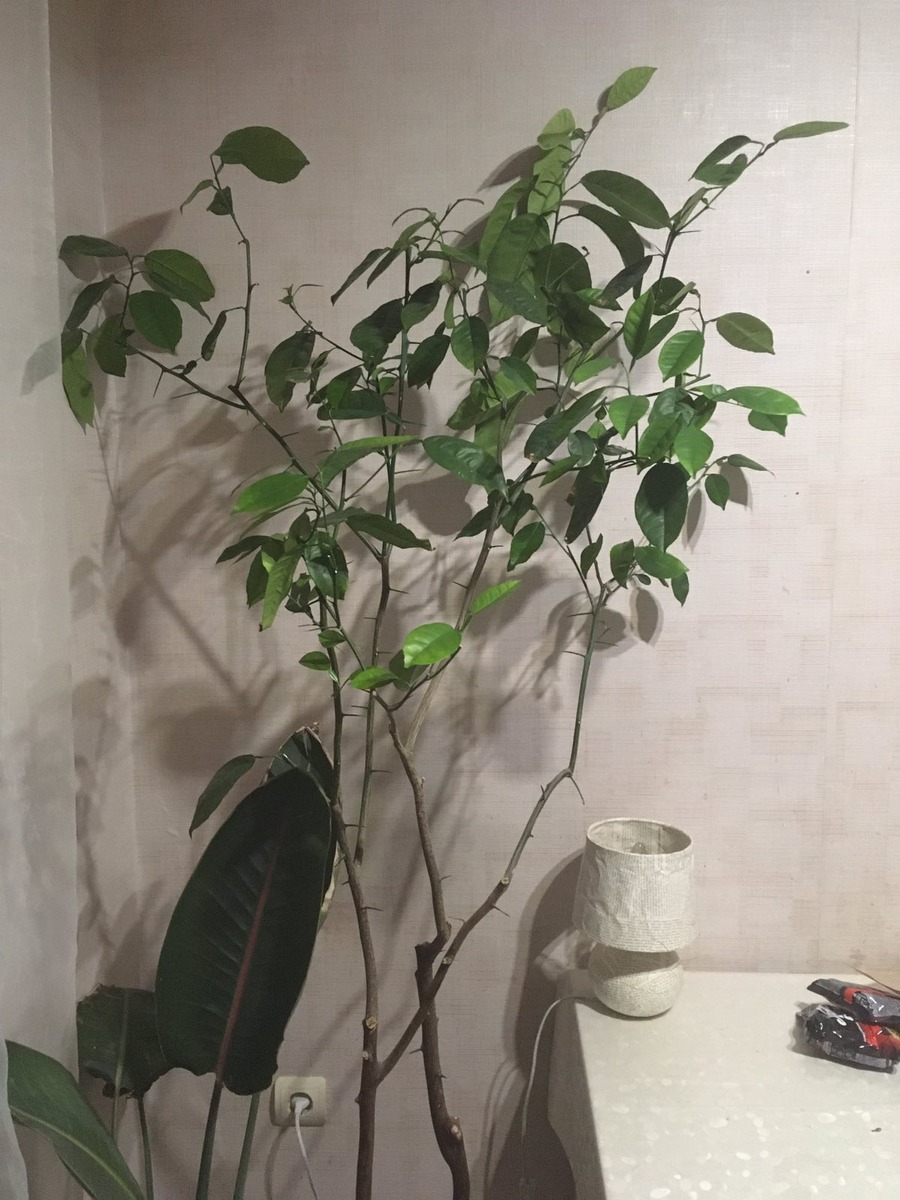 Рамеры дерева. До пололка от верхних веток остается сантиметров 15, потолки 2.60