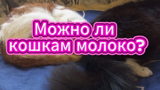 Давать ли котам молоко