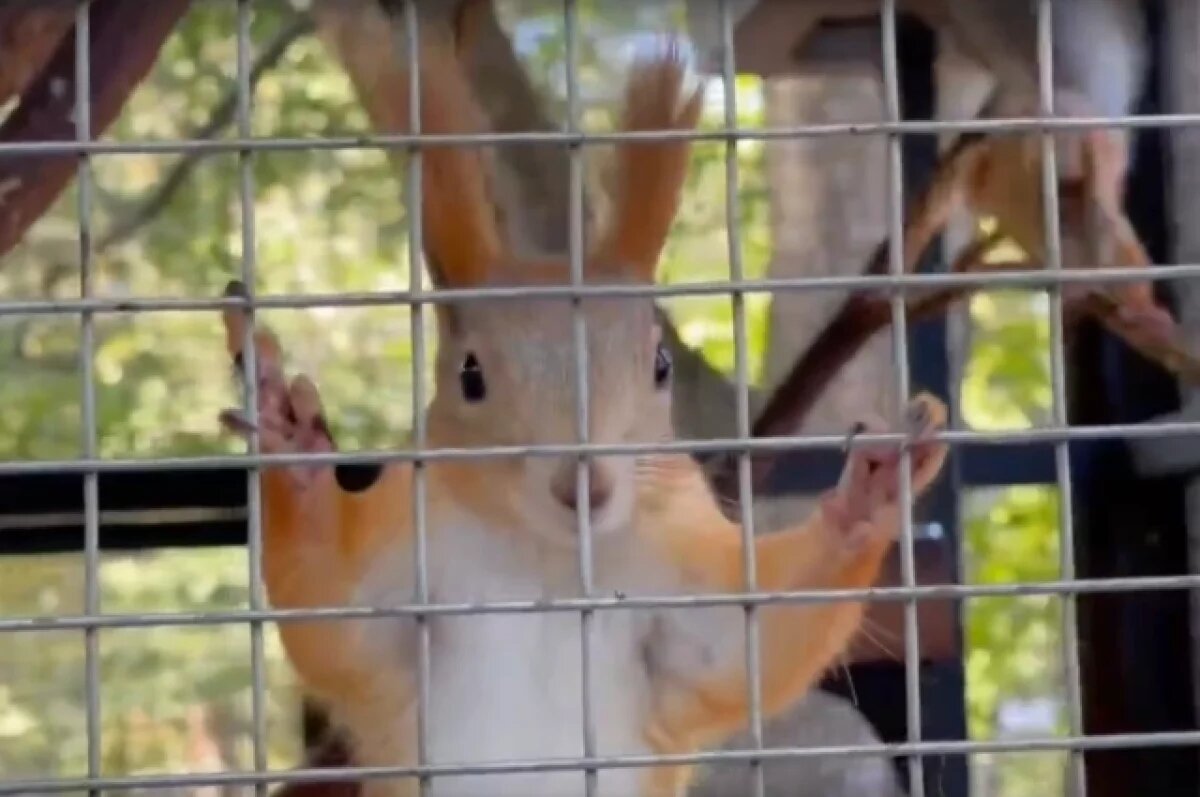    Белок из Ростовского зоопарка выпустили в экопарке Первая миля