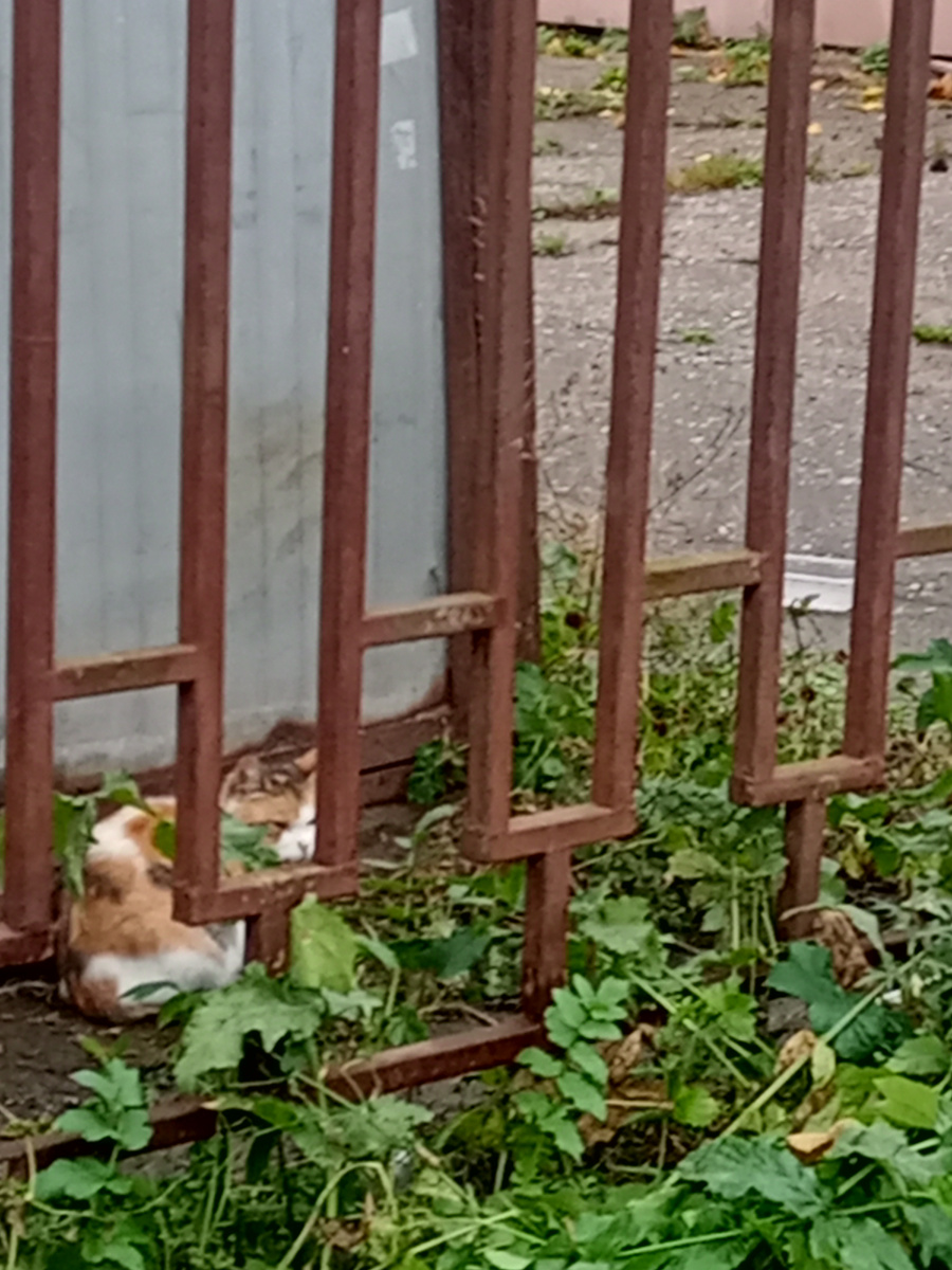 Коты, которых мы кормим