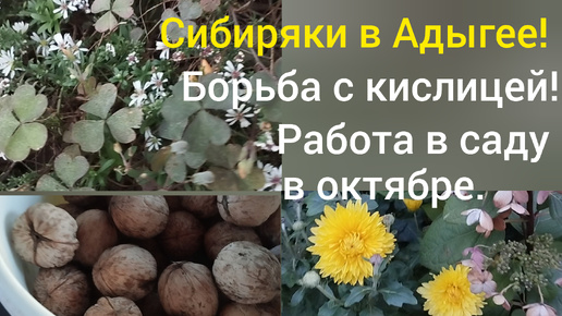 Живем в Адыгее/Наша работа в саду/Борьба с кислицей/Собираем орехи/