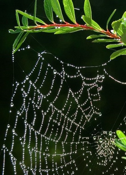 фото из открытого источника