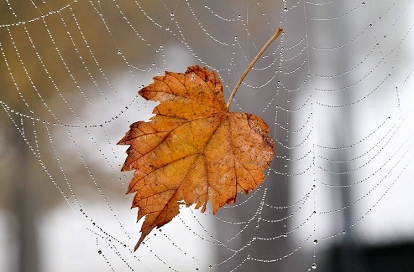 фото из открытого источника