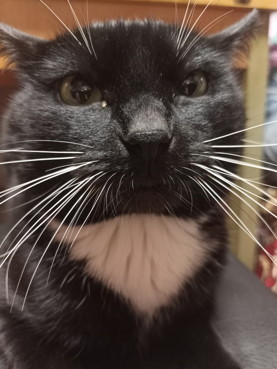 Не тот кот, но очень похож.