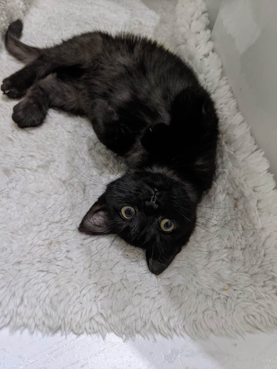 Мальчик счастлив 🐈