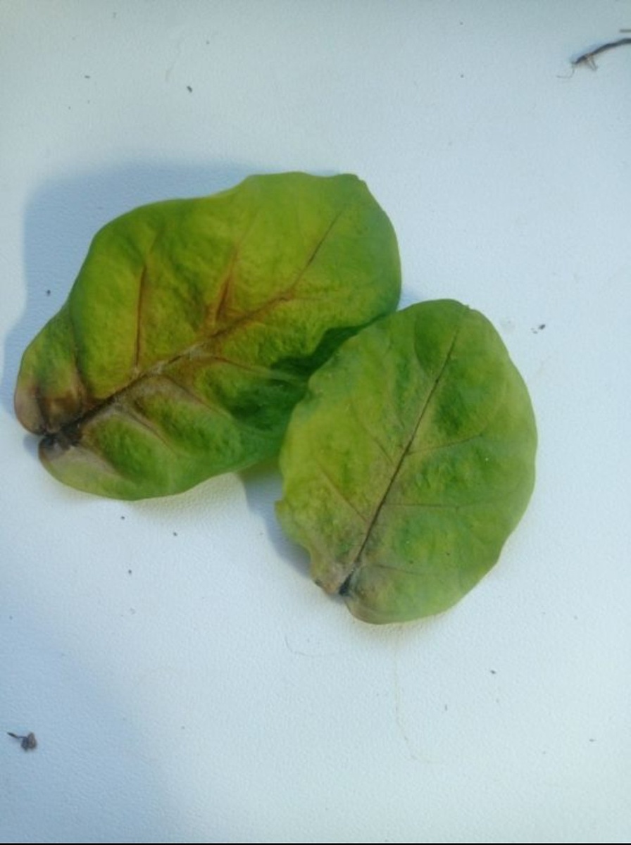 Тут листья уже сухие, но симптомы всё равно хорошо видно. 