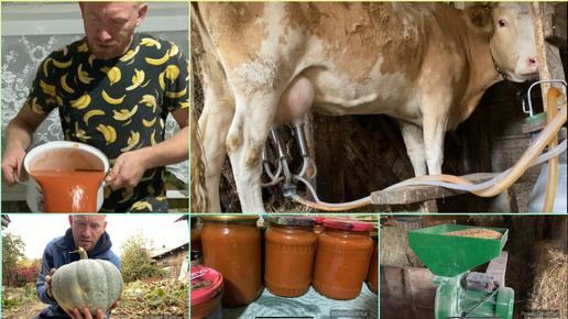 БУДНИ маленькой ФЕРМЫ ПАВЛА НЕМОЛЯЕВА 🐂🐓🦆🍅🥫🎃