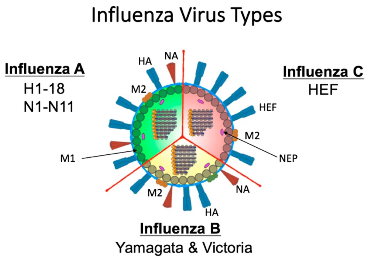 3 типа вируса гриппа (Influenza Virus). Изображение из открытого источника в интернете. 
