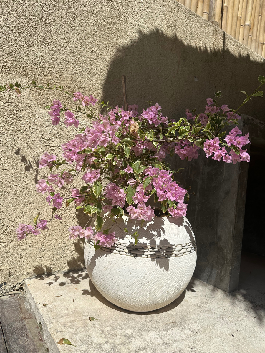 Цветы в Балийском саду