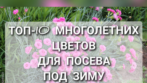 Многолетние цветы: сею под зиму, освобождаю себя от хлопот весной. Подборка многолетних растений для посадки осенью.