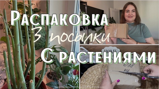 РАСПАКОВКА | 3 посылки с РАСТЕНИЯМИ | РЕДКИЕ растения | церопегии | ХОЙИ