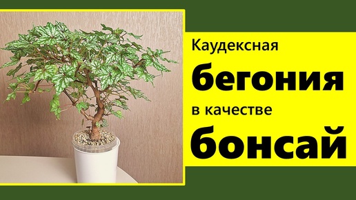 КАУДЕКСНАЯ БЕГОНИЯ ДРЕГА. Суккулент среди бегоний. Как сформировать бонсай. Правила ухода