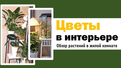 Как разместить цветы в интерьере. Обзор цветов: алоказия, спатифиллум, аглаонема, сингониум, драцена