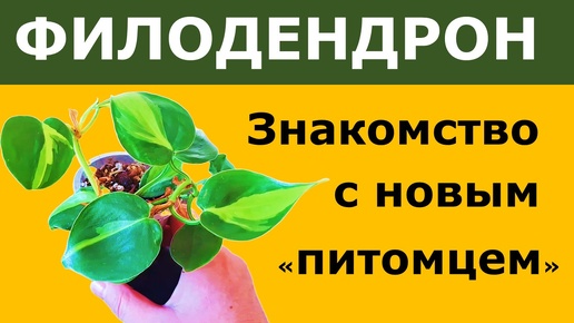 ФИЛОДЕНДРОН Сканденс Бразил. Как подготовить к автополиву. Основные правила ухода.