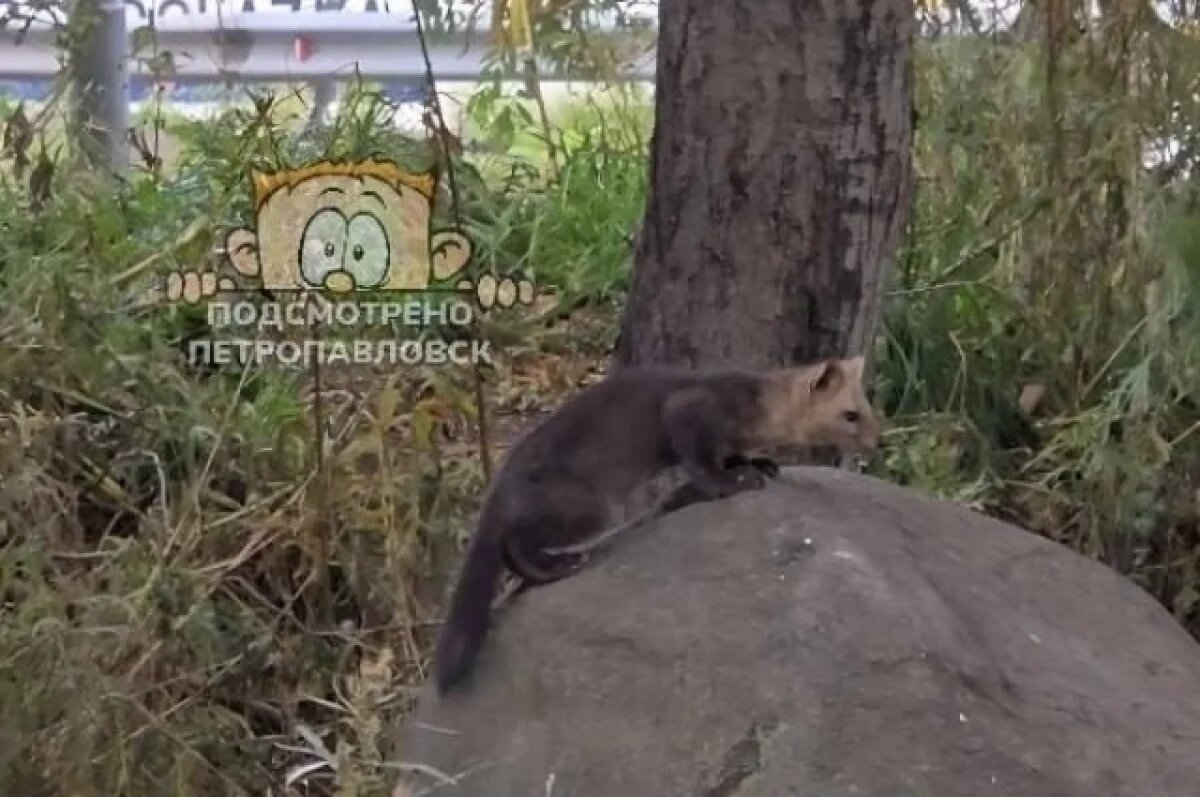    В Петропавловске-Камчатском заметили соболя