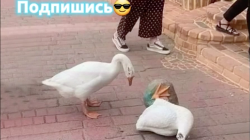 Лучшие приколы 2024 😂 Ржал До слёз 😂 Смешные видео доведут до истерики 😂 Серия 98