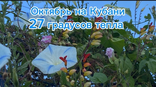 1459❤️Сердце пополам/ Боимся потерь- болезнь Ньюкаслской /Бабье царство/А где рис😂