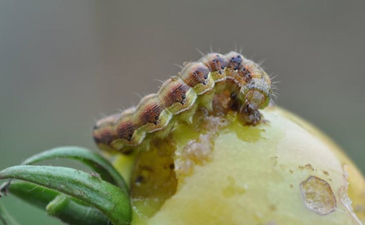    Прилеты грозного инвазивного вредителя хлопковой совки начались в Европе с изменением климата