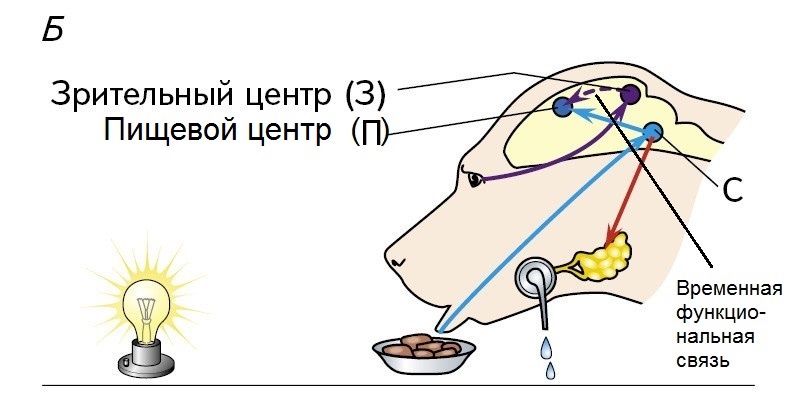 Школьное объяснение условного рефлекса