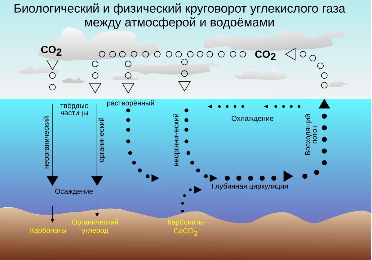 Цикл углекислого газа в водоеме