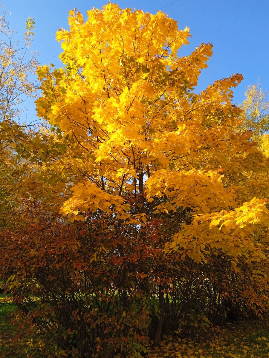 Фото автора 