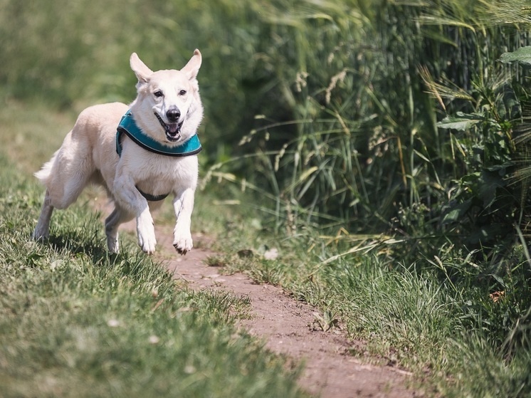     Фото: pxhere.com