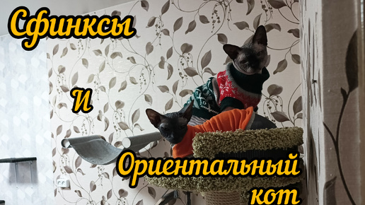 Смешные, но тихие коты, сфинксы и орик/В гостях у хвостатых