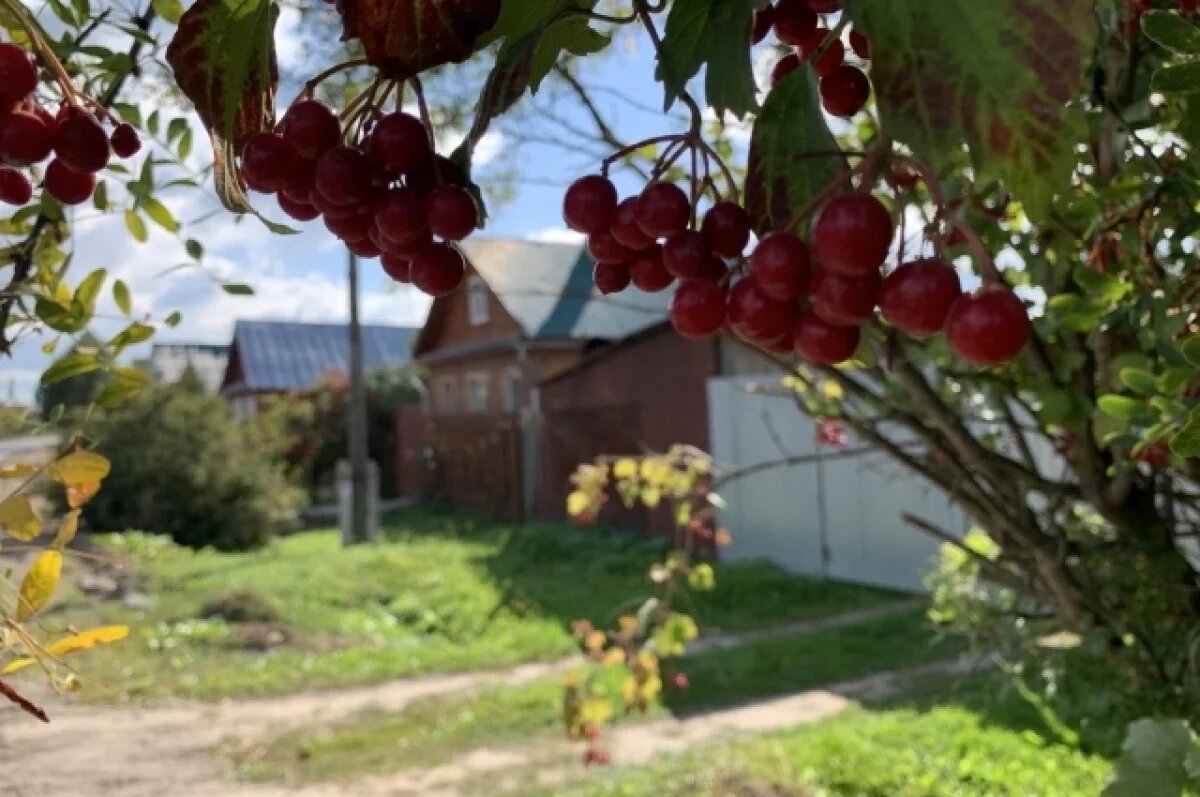    Жительницы Новосибирска начали запасаться ягодой женской красоты