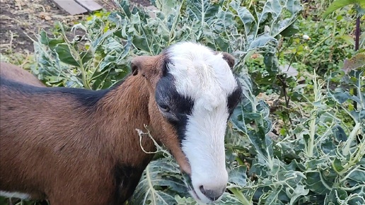 Наши козы на прогулке 🐐