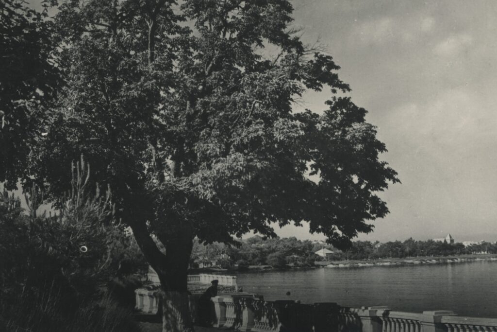    На этой фотографии 1955 года хорошо виден весь участок берега будущего городского пляжа. Он располагался от правого края снимка до здания бывшего кинотеатра «Чайка», которое виднеется за белым парапетом набережной позади старой шелковицы, — рассказывает краевед Виталий Малесник. Айгуль Трофимова