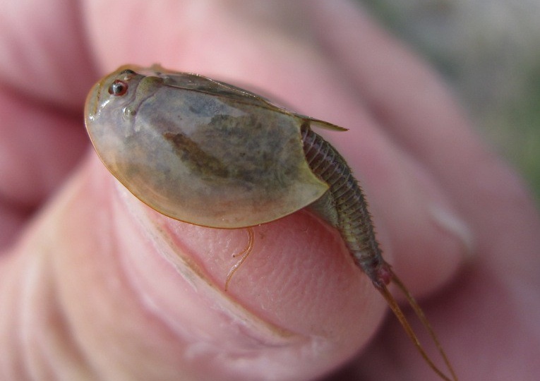 Triops. Рачок щитннь (жаброногие)