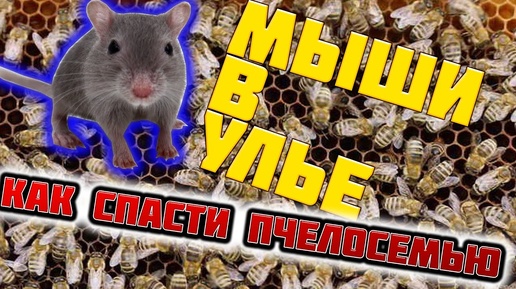 Ошибки пчеловода. Мышь в улье зимой. Как спасти пчелосемью. A mouse in a hive in winter.