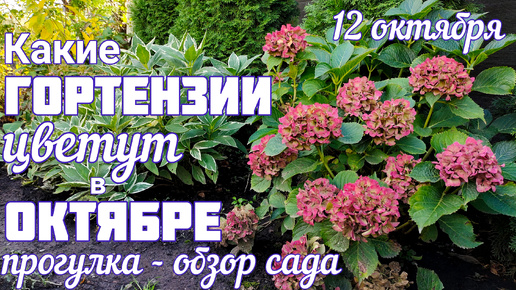 Эти сорта ГОРТЕНЗИИ ещё ЦВЕТУТ 😲обзор участка 💐 12 октября 💐 прогулка по саду