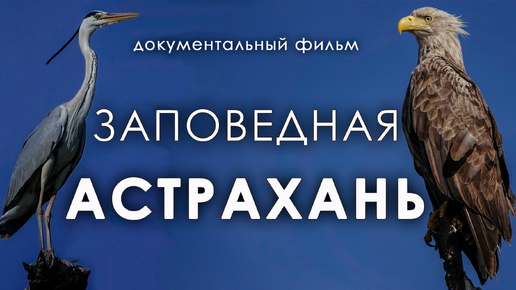 ЗАПОВЕДНАЯ АСТРАХАНЬ - документальный фильм об Астраханском заповеднике и птицах