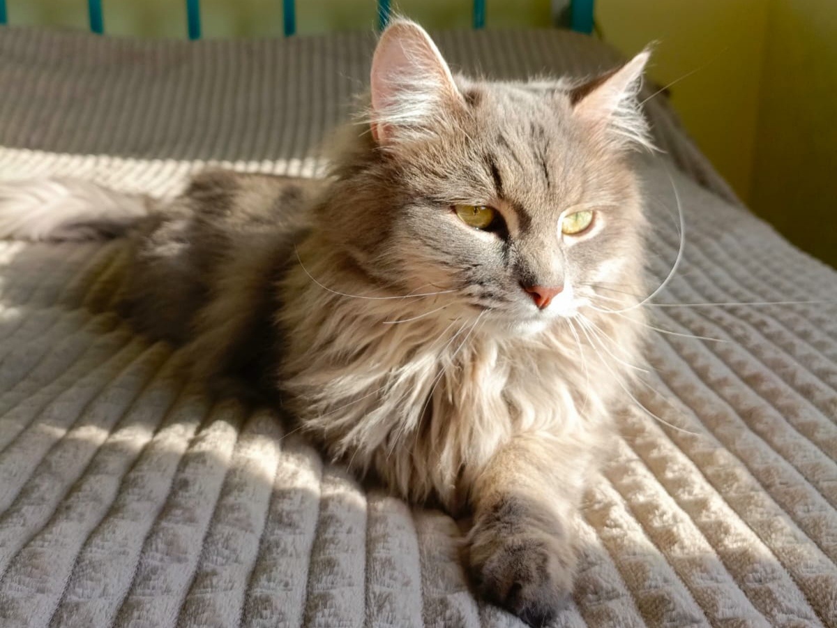 Глядя на этого шикарного котя, не верится, что год назад у него почти не было шансов выжить