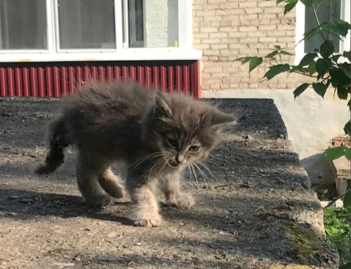 Котёнок с теплотрассы был самым маленьким и грязным