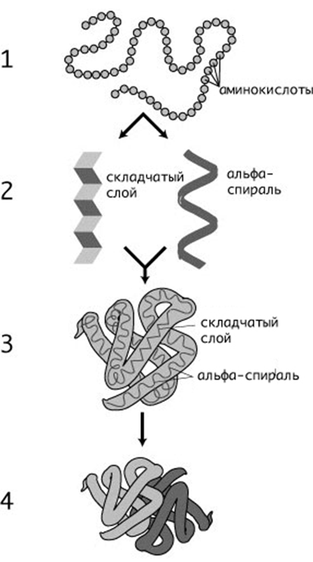 Фолдинг белка / Wikimedia Commons