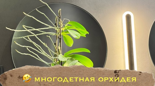 Сюрприз из цветочного магазина 😂 орхидея с детками 🎉🥰💗 #phal #orchidflower #orchidworld