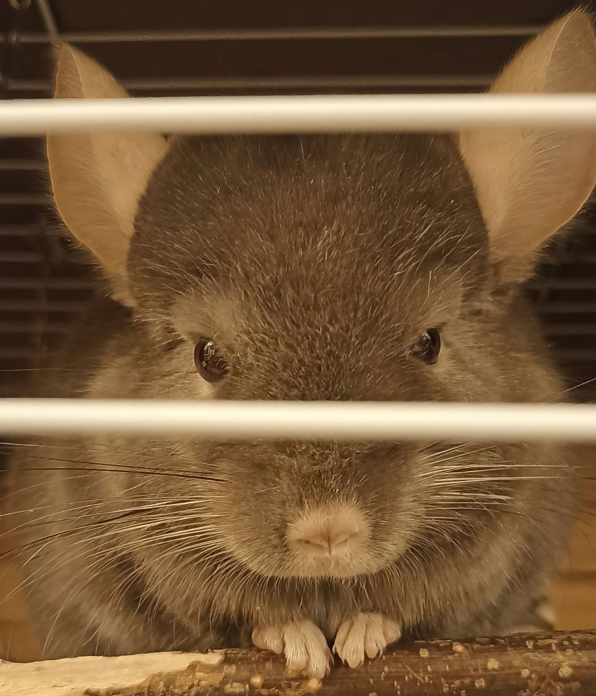 Ногти Финика