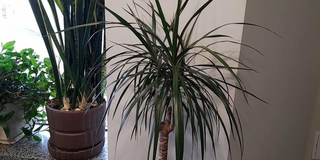 У драцены сохнут кончики листьев — кто виноват и что делать: разбираемся с проблемой