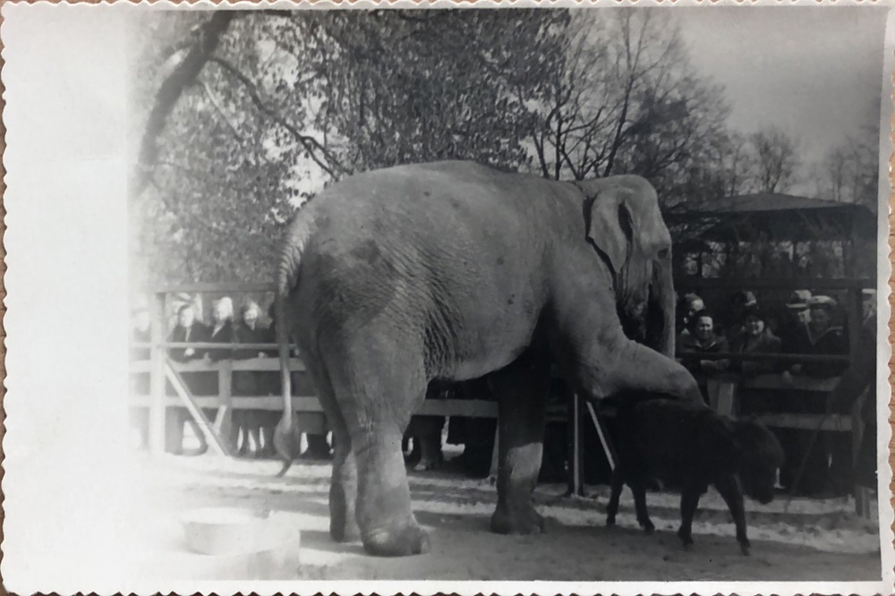 Слониха Шандра и ослик Манюня в старом вольере для слонов, конец 1950-х годов / архив зоопарка. 