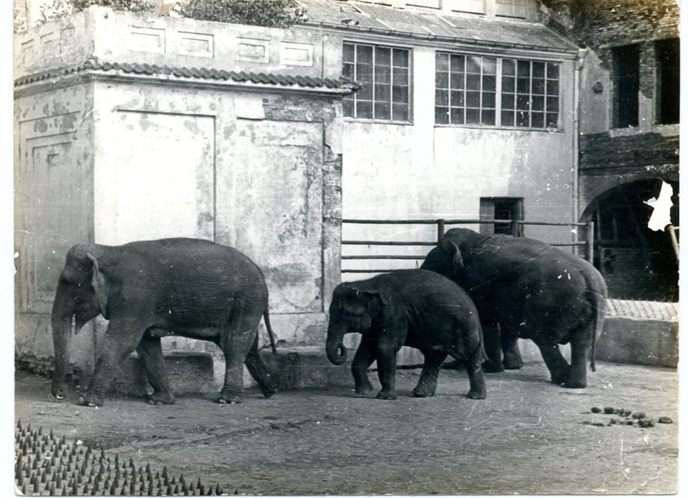 Семейство: Джимми, Шандра и Преголя, фото Т.Малаховской / архив зоопарка.
