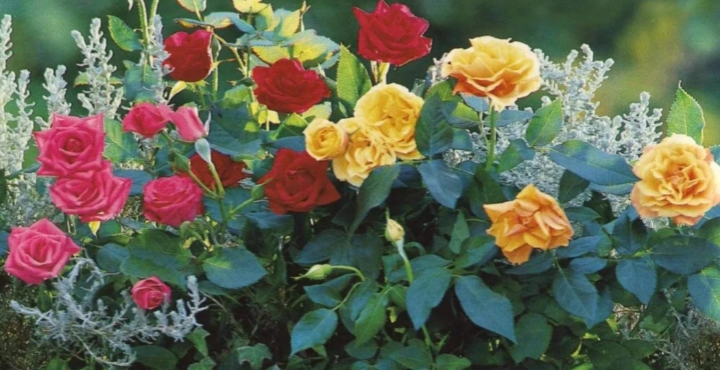 Важные правила укрытия роз на зиму. Подкормка и обработка перед укрытием.