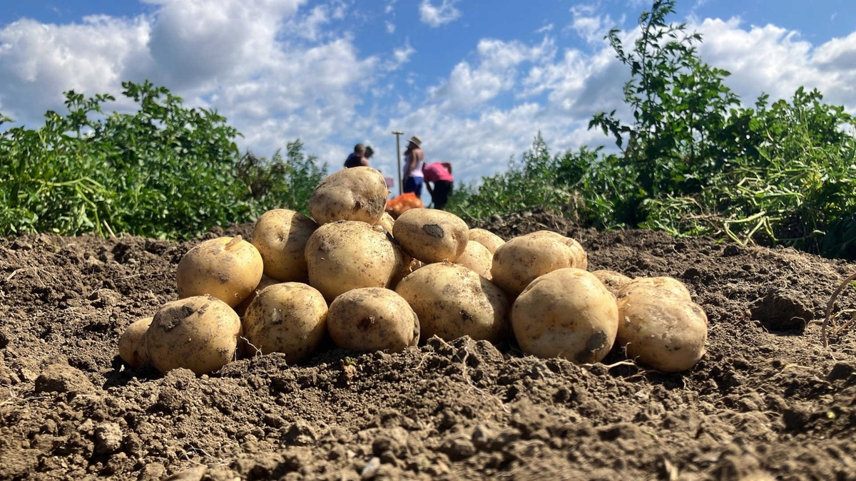 Гибридный картофель, созданный биотехнологической компанией Solynta, выращенный и недавно собранный в Кении. Фото: © Solynta