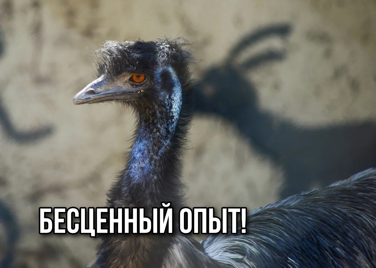 Как я стал страусоводом: история о больших амбициях, страусах и зоопарке